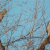 Video ecureuil faucon
